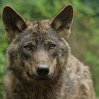 Iberischer Wolf