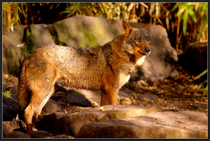 Iberischer Wolf