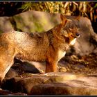 Iberischer Wolf