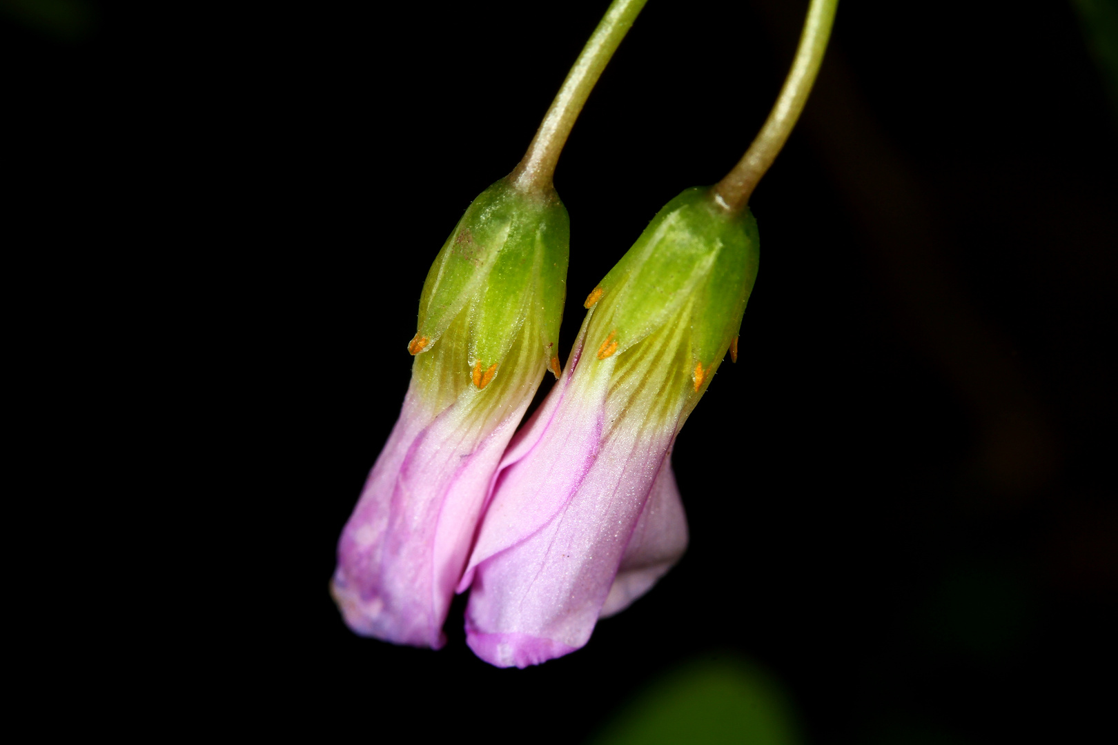 Ibernikassium Hollanderoscia