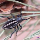 Iberodorcadion abulense (Endemismo de Gredos)