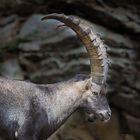 ...Ibex...