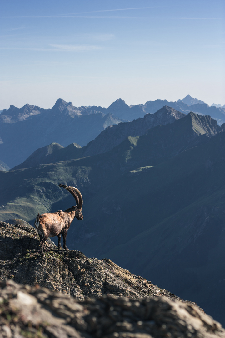 IBEX.