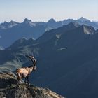 IBEX.