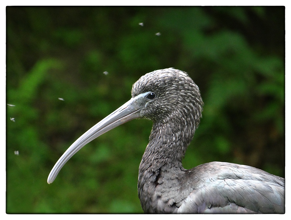 Ibis