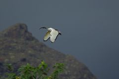 Ibis