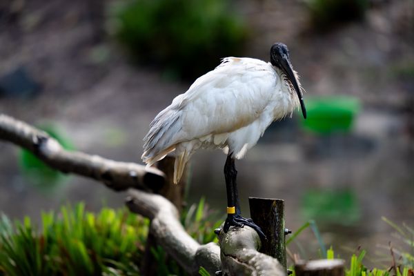 Ibis