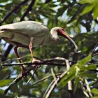 Ibis 