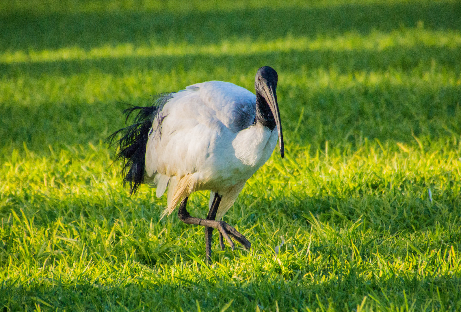 Ibis