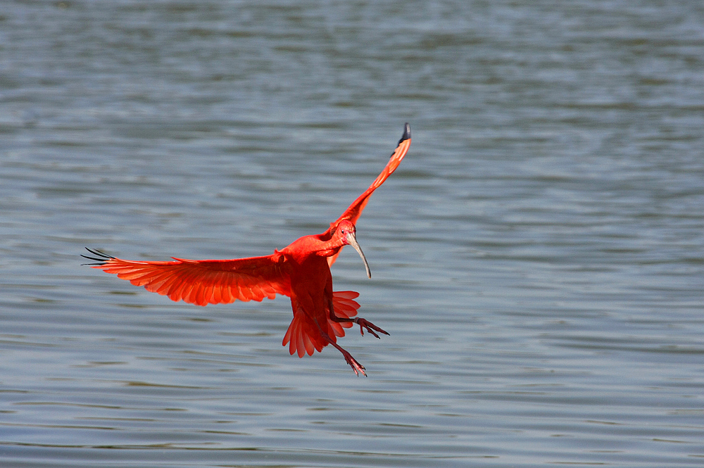 Ibis