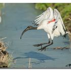 ibis