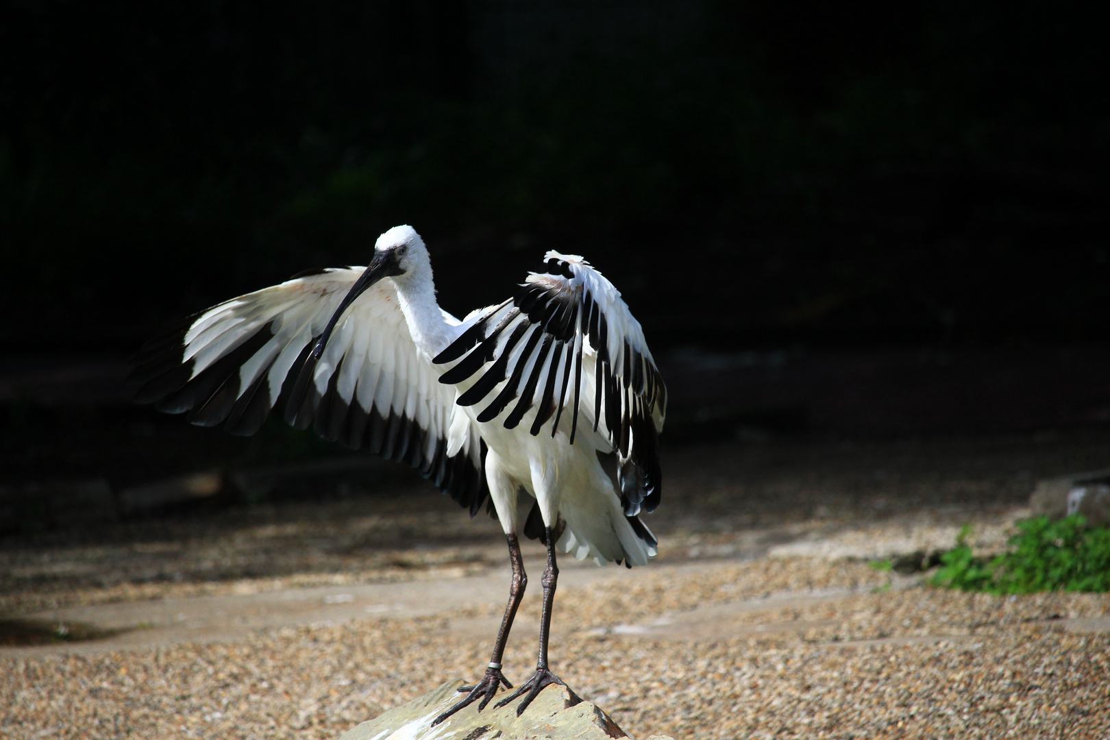 Ibis