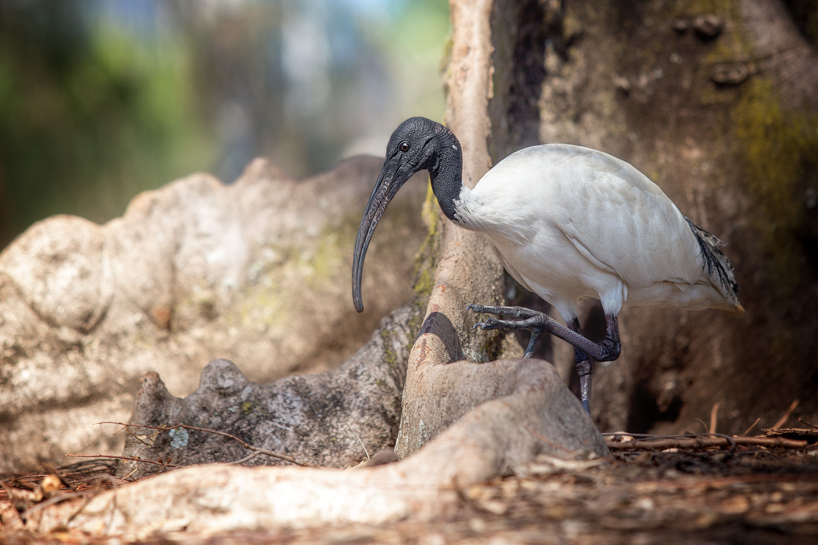 Ibis