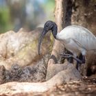 Ibis