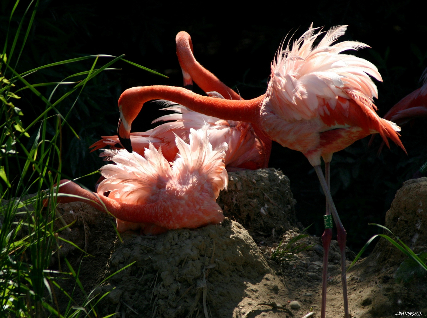 Ibis