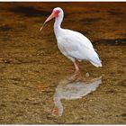 Ibis