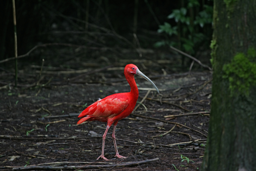 Ibis