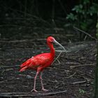 Ibis