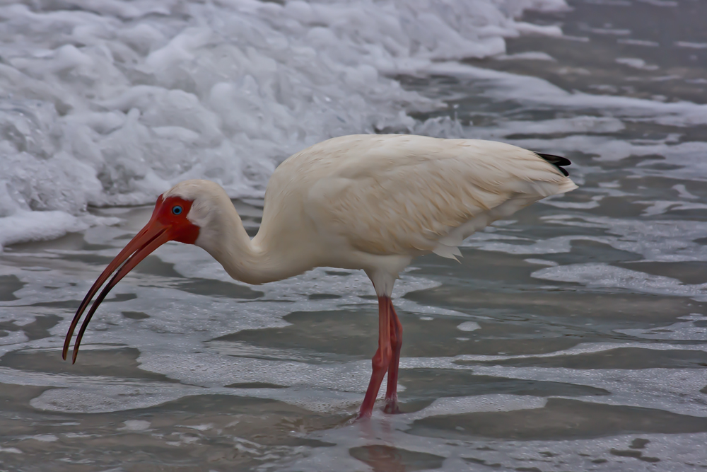 Ibis