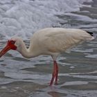 Ibis