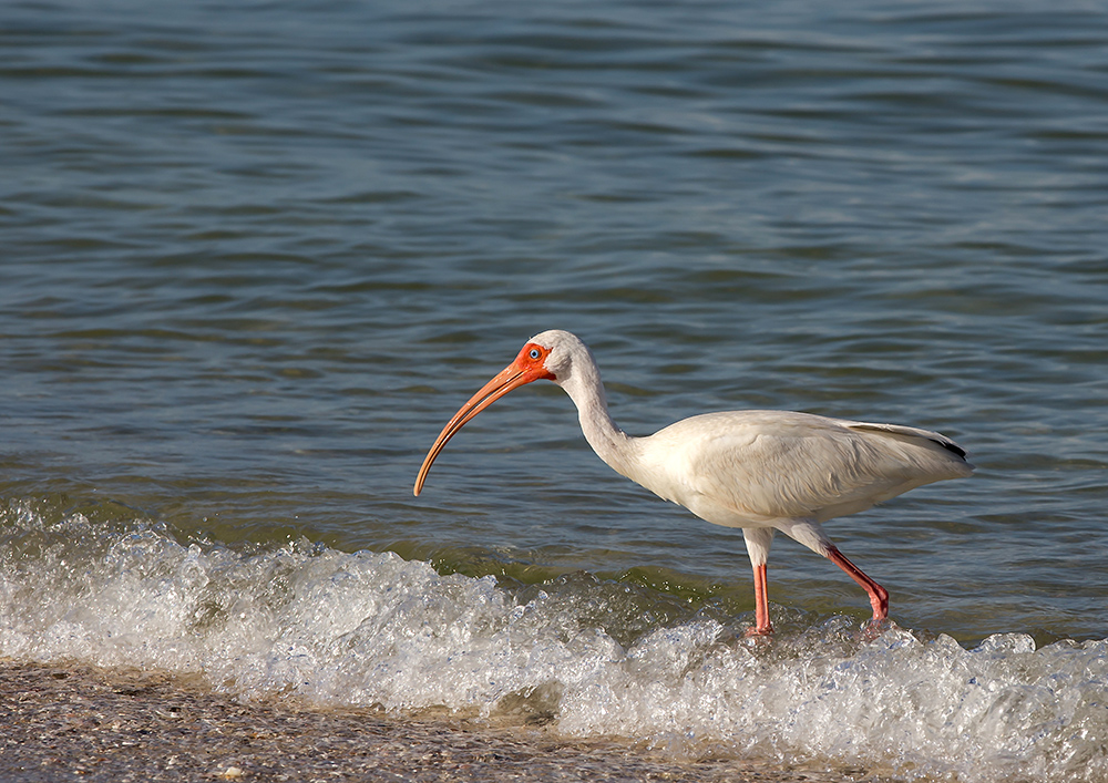 Ibis