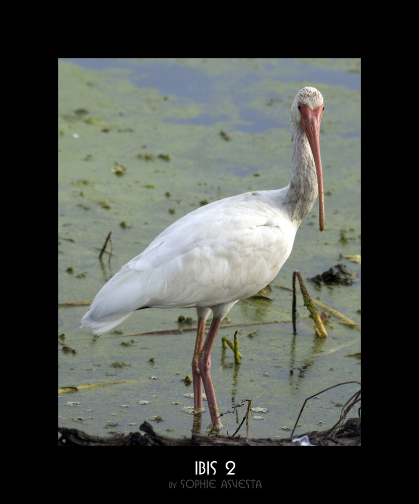 Ibis