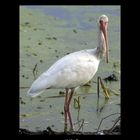 Ibis