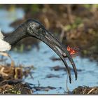 ibis