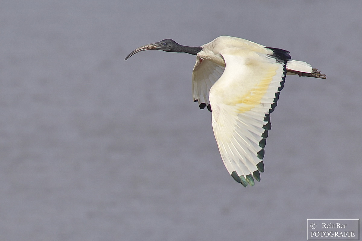 Ibis