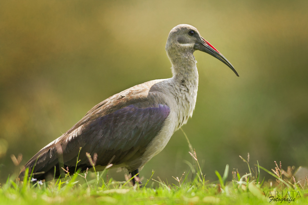 Ibis