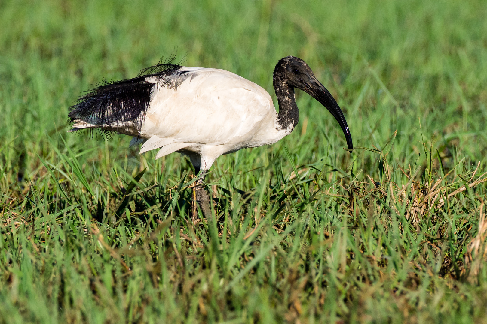 Ibis