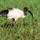 Ibis