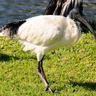 IBIS