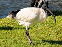 IBIS