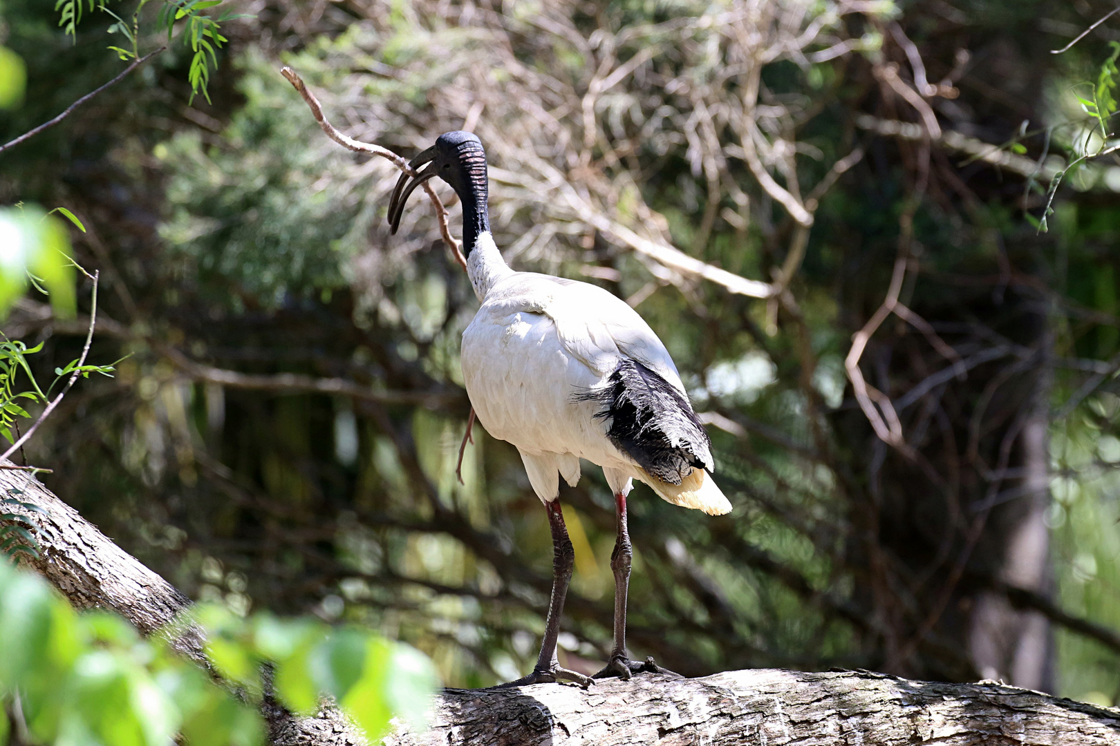 Ibis ...