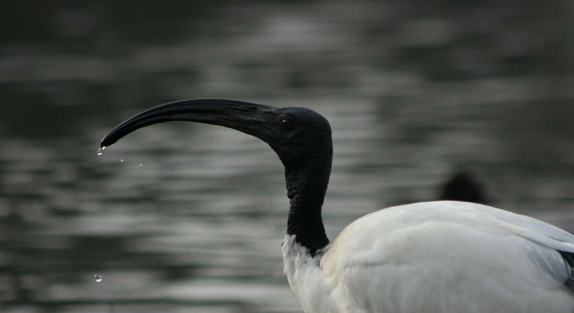 Ibis