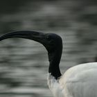 Ibis