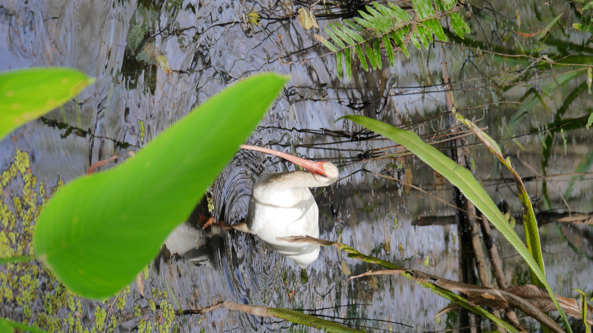 Ibis