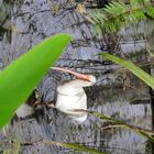 Ibis