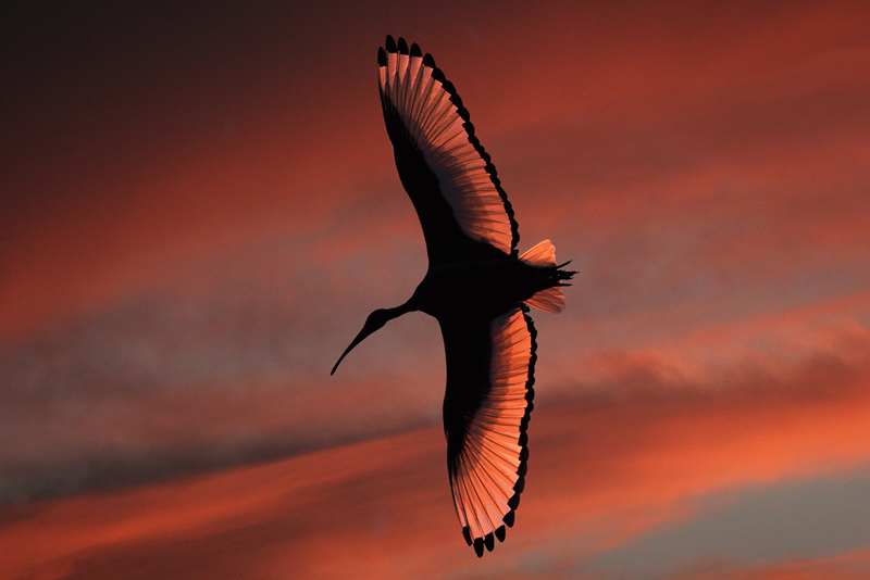 Ibis al tramonto.