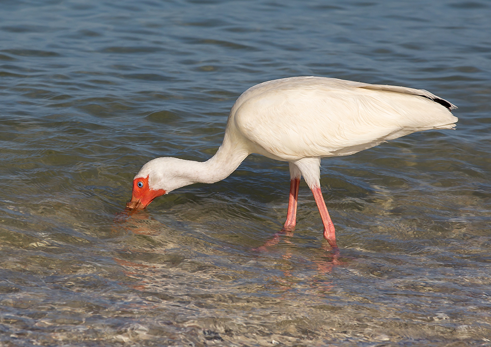 Ibis auf Futtersuche