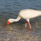 Ibis auf Futtersuche