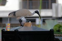 ..Ibis auf Nahrungsuche..