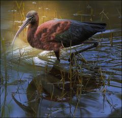 Ibis avec son reflet