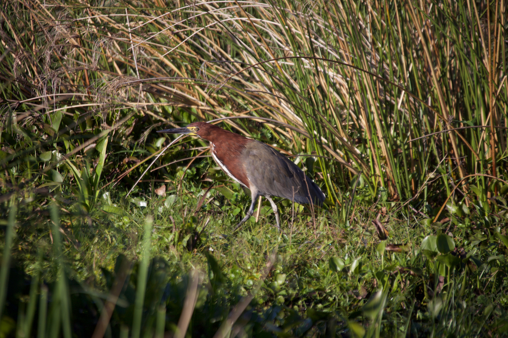 ... Ibis