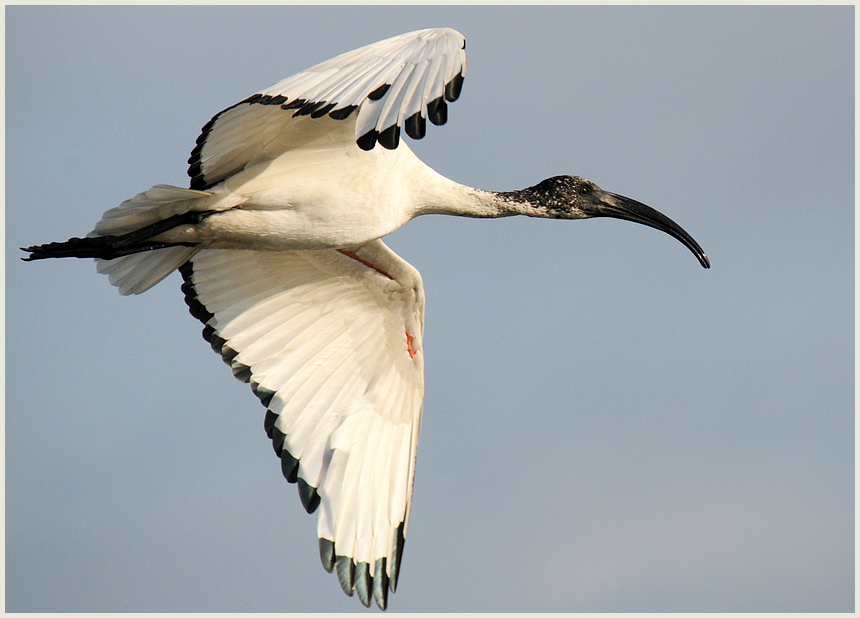 Ibis