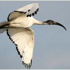 Ibis