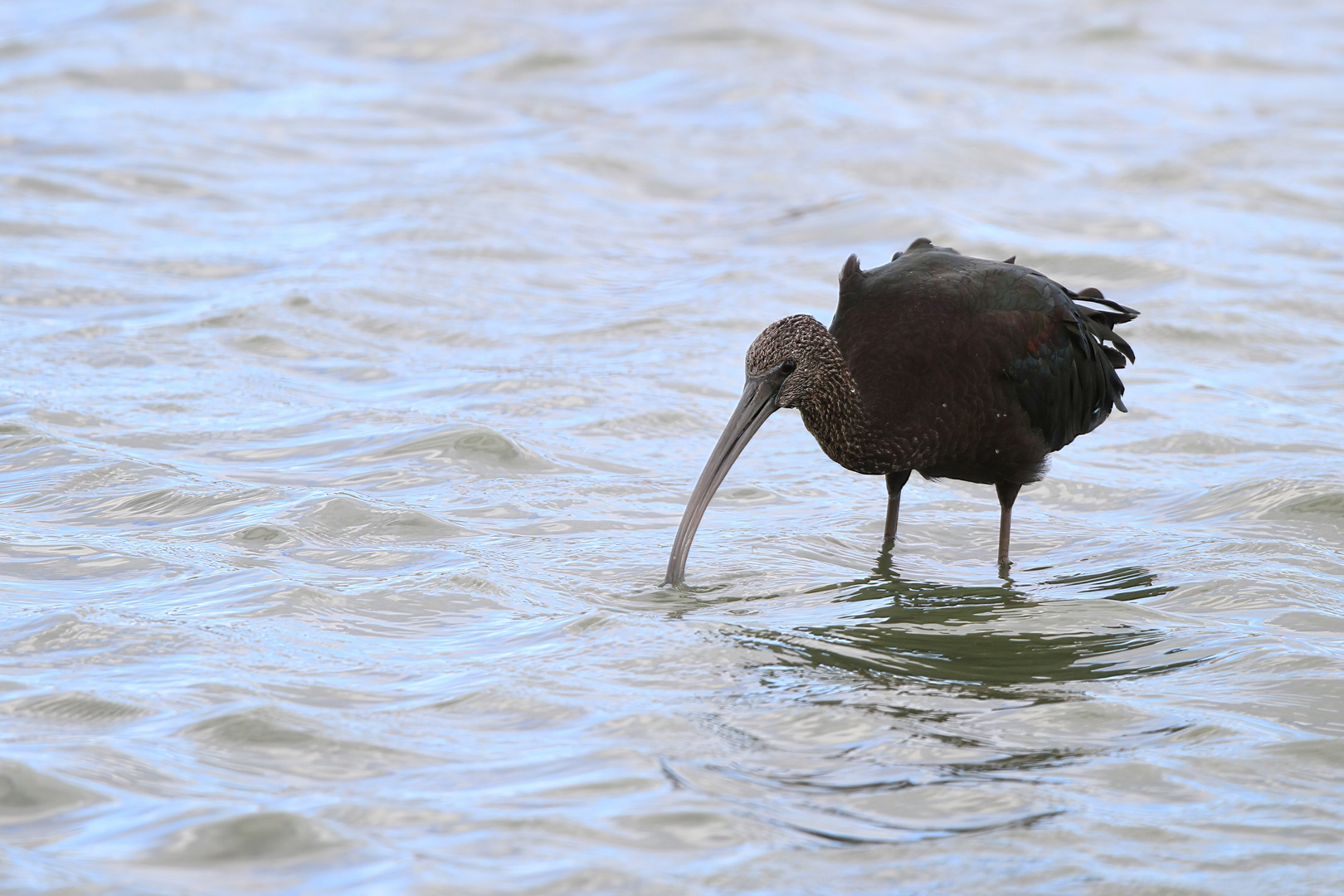 Ibis bei der Futtersuche