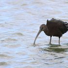 Ibis bei der Futtersuche