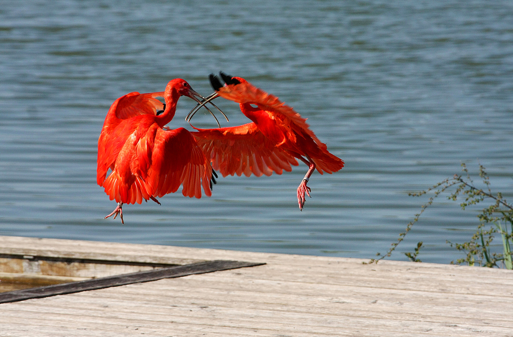 Ibis